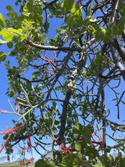 Psittacanthus sonorae