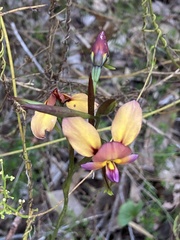 Diuris longifolia