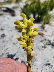 Disa sabulosa