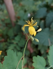Chelidonium majus