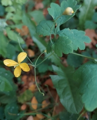 Chelidonium majus