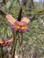 Diuris longifolia