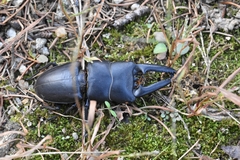 Serrognathus titanus castanicolor