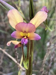 Diuris longifolia