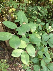 Lonicera fragrantissima