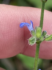 Salvia occidentalis