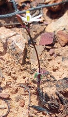 Ornithogalum hispidum