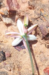 Ornithogalum hispidum