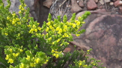 Aspalathus ericifolia