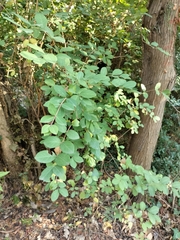 Lonicera fragrantissima