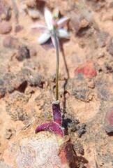 Ornithogalum hispidum