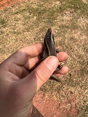 Trachylepis punctatissima