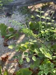 Diphysa occidentalis