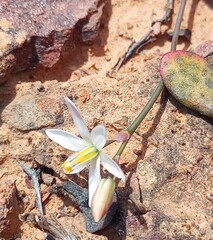 Ornithogalum hispidum