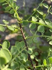 Diphysa occidentalis