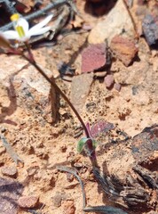 Ornithogalum hispidum