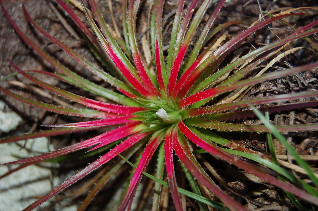 Sincoraea humilis