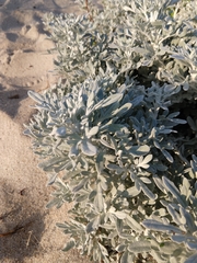 Artemisia stelleriana