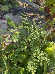 Diphysa occidentalis