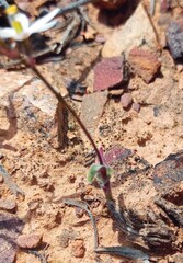 Ornithogalum hispidum