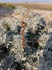 Artemisia stelleriana