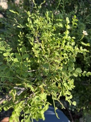 Diphysa occidentalis