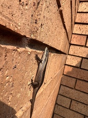 Trachylepis punctatissima