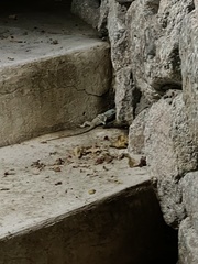 Petrosaurus thalassinus