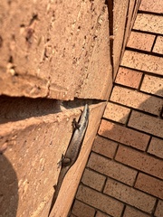 Trachylepis punctatissima