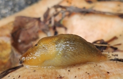 Malacolimax mrazeki
