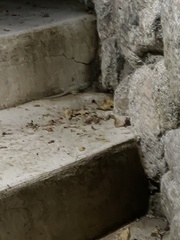 Petrosaurus thalassinus