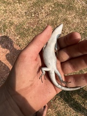 Trachylepis punctatissima