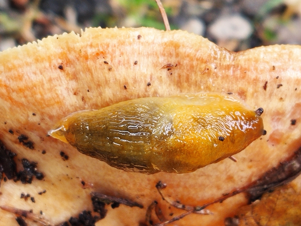 Malacolimax mrazeki