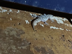 Phyllodactylus unctus