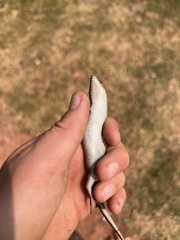 Trachylepis punctatissima