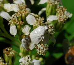 Tarache tetragona