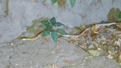 Rhabdophis subminiatus