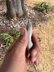 Trachylepis punctatissima