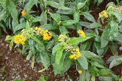 Asclepias curassavica