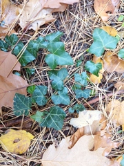 Hedera helix