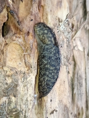 Limacus