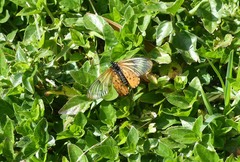 Acraea horta