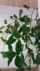 Cupania impressinervia