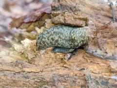 Limacus