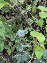 Salvia occidentalis