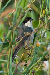 Microspingus melanoleucus