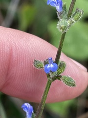 Salvia occidentalis