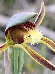 Lyperanthus serratus