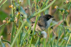 Microspingus melanoleucus