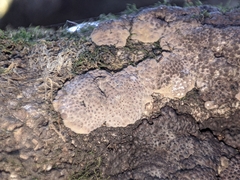 Jackrogersella multiformis